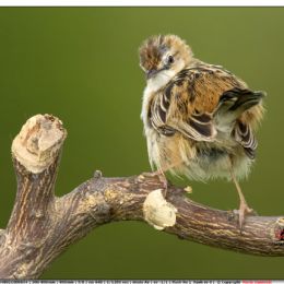 Beccamoschino arrabbiato