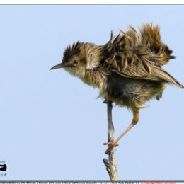 Beccamoschino arruffato