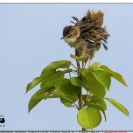 Beccamoschino arruffato