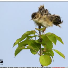 Beccamoschino arruffato