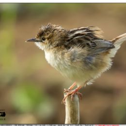 Beccamoschino equilibrista