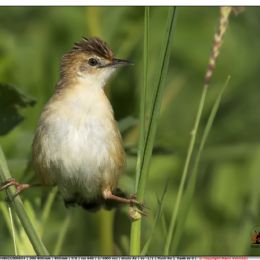 Beccamoschino...la classica posizione