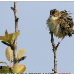 Beccamoschino arruffato