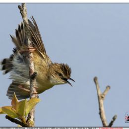 Beccamoschino minaccioso