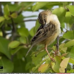 Beccamoschino toilette