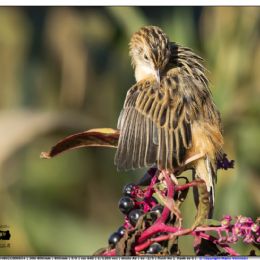 Beccamoschino toilette