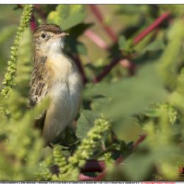 Beccamoschino...ti vedo...