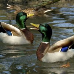 Belli per la femmina