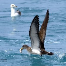 Berta maggiore con preda