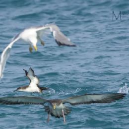 Berta Minore e maggiore