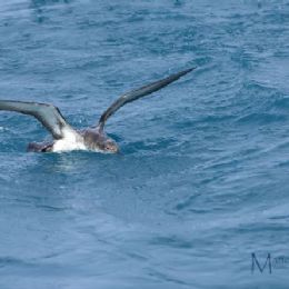 Berta Minore inizio immersione