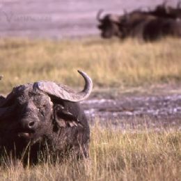 Bufalo_riposo