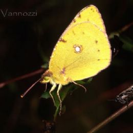 Calias croce con grillo