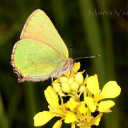 Callophrys rubi