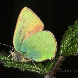 Callophrys rubi