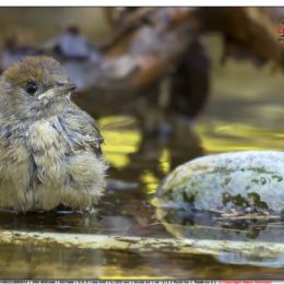 Capinera femmina al bagno