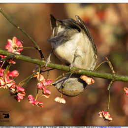 Capinera femmina su fiori