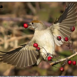 Capinera femmina con bacca rossa