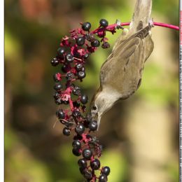 Capinera femmina con bacche di fitolacca