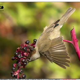 Capinera femmina con bacche di fitolacca