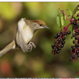 Capinera femmina con bacche di fitolacca