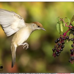 Capinera femmina con bacche di fitolacca