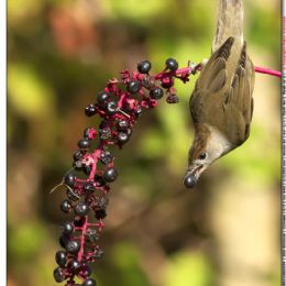 Capinera femmina con bacche di fitolacca