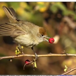 Capinera femmina merenda 4