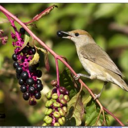 Capinera femmina con bacche di fitolacca