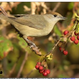 Capinera femmina con bacche