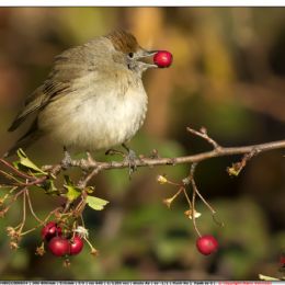 Capinera femmina con bacca rossa