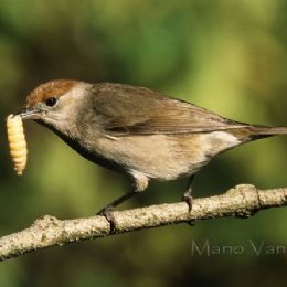 Capinera femmina_preda
