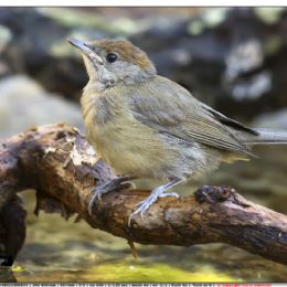 Capinera femmina giovane