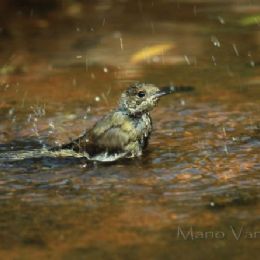 Capinera giovane al bagno