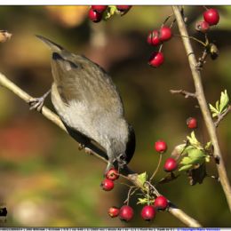 Capinera maschio...merenda 2