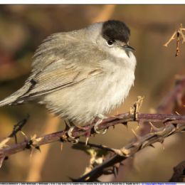 Capinera maschio....freddo