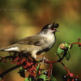 Capinera maschio...al volo