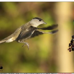 Capinera maschio con bacche
