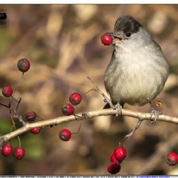 Capinera maschio con bacca rossa