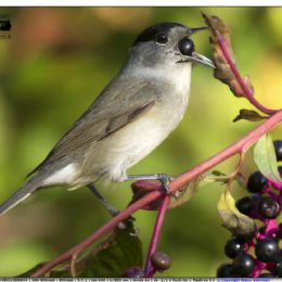 Capinera maschio con bacche
