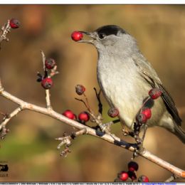Capinera maschio con bacca rossa