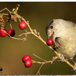 Capinera maschio con bacche rosse