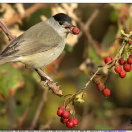 Capinera maschio con bacche