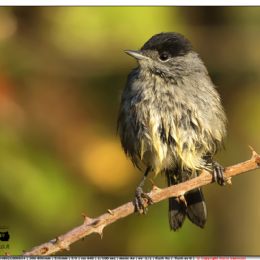 Capinera maschio dopo il bagno