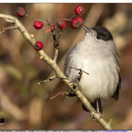 Capinera maschio ...quale mangio?