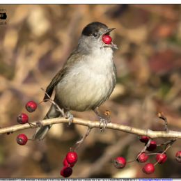 Capinera maschio ...merenda