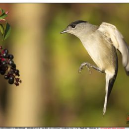 Capinera maschio in arrivo su bacche di fitolacca