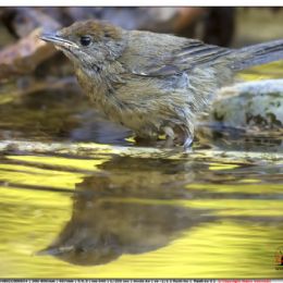 Capinera femmina riflessa nell'oro...
