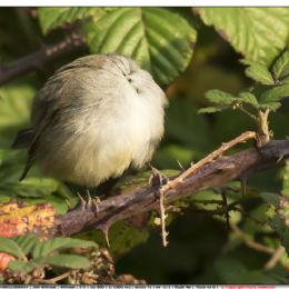 Capinera.....senza testa.....