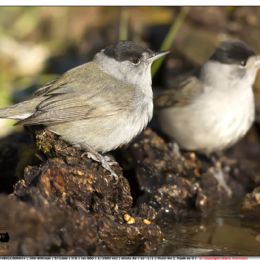 Capinere maschi giovani